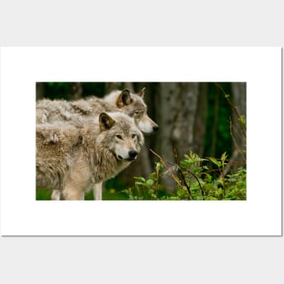 Timber Wolves Posters and Art